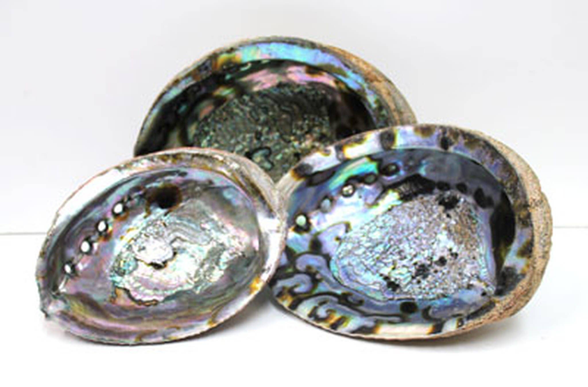 Blue/Green Abalone Seashell - Choose from 4-8"