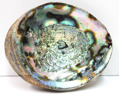 Blue/Green Abalone Seashell - Choose from 4-8"