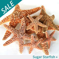 SALE 5-6" Sugar Starfish
