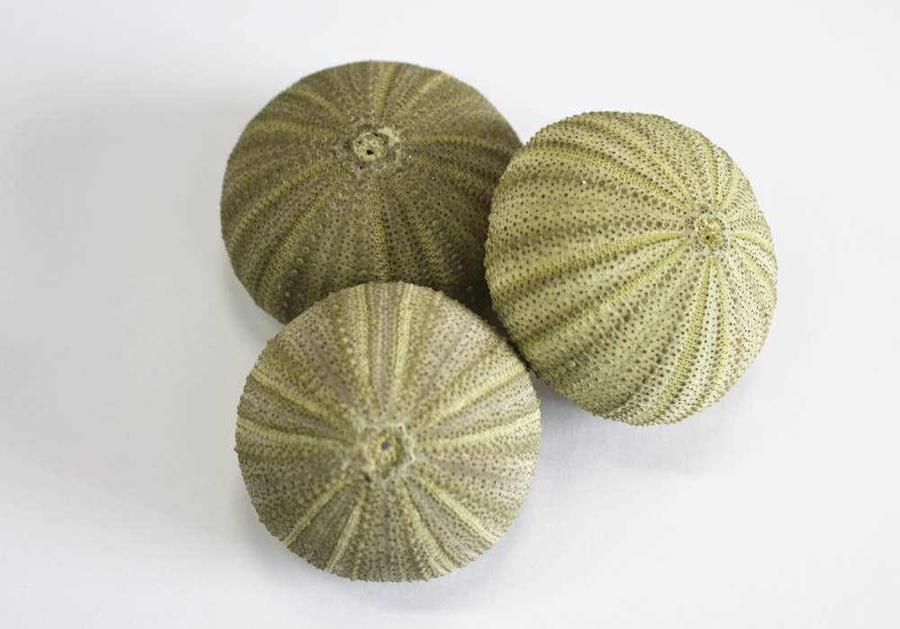 Green Philippine Sea Urchin - 1-2"