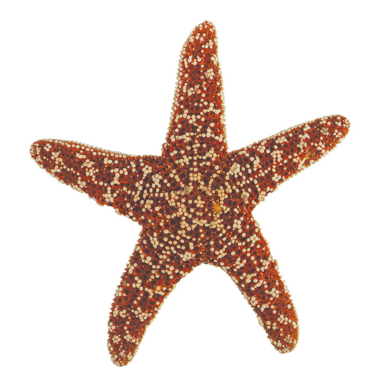 SALE 6-7" Large Sugar Starfish