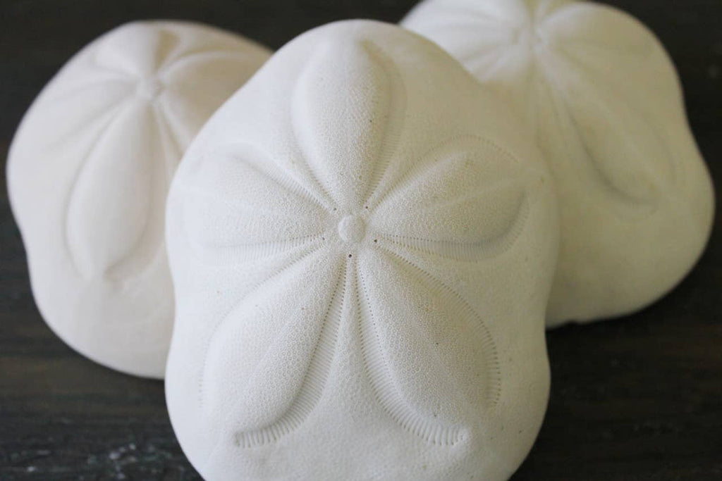 Sea Biscuit - Choose a Size from 3" - 4.5"