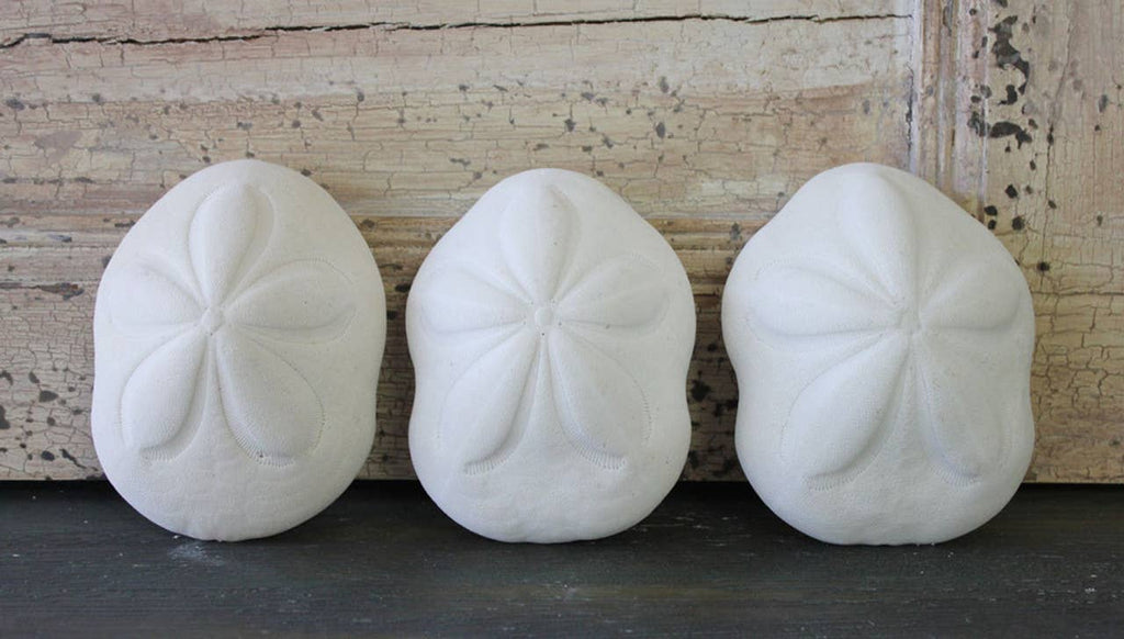 Sea Biscuit - Choose a Size from 3" - 4.5"