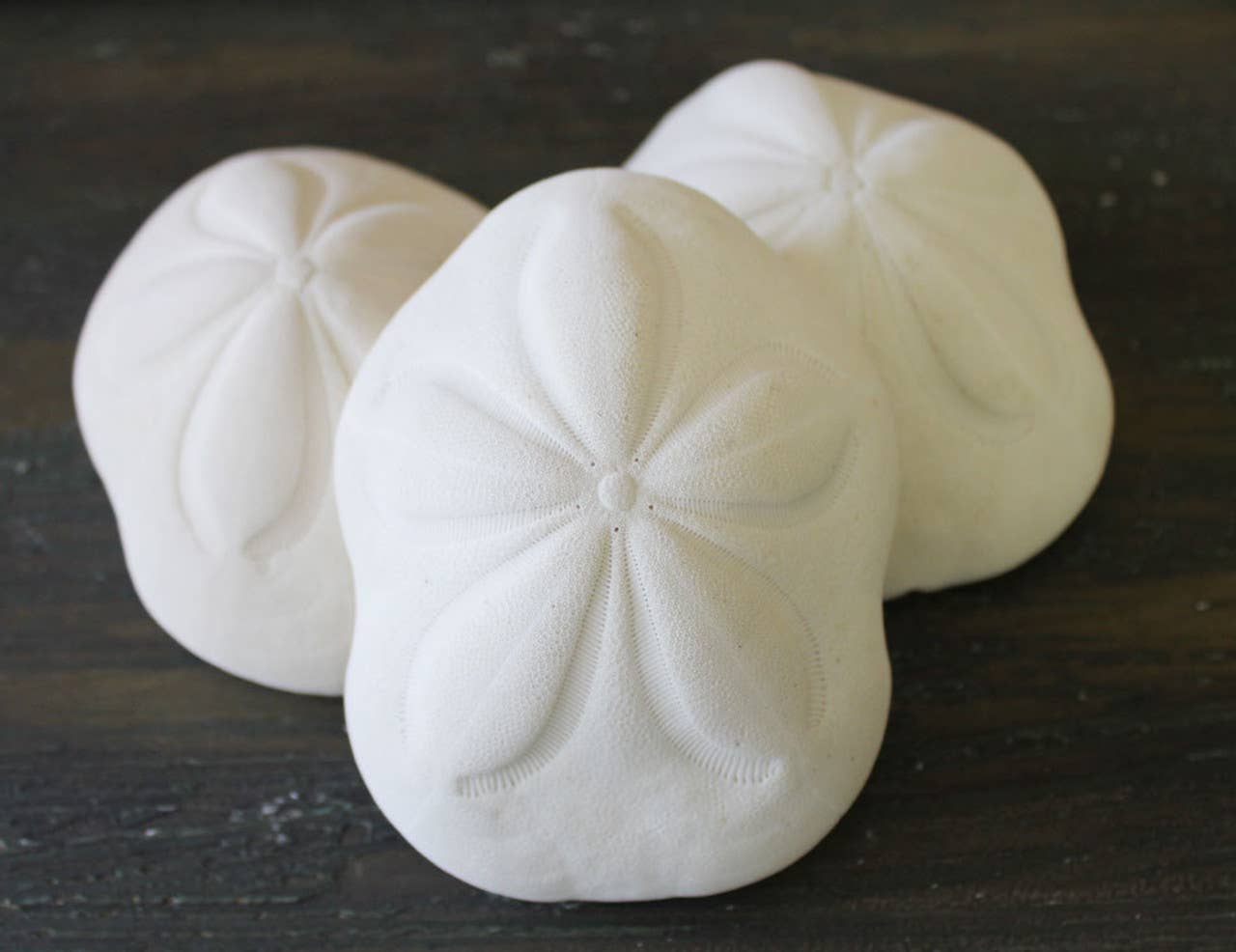 Sea Biscuit - Choose a Size from 3" - 4.5"